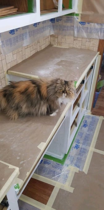 Cat on top of cabinets with paper down to protect them white being painted.