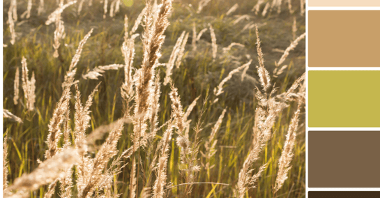 Image of wheat field with color swatches of neutral, brown shades.