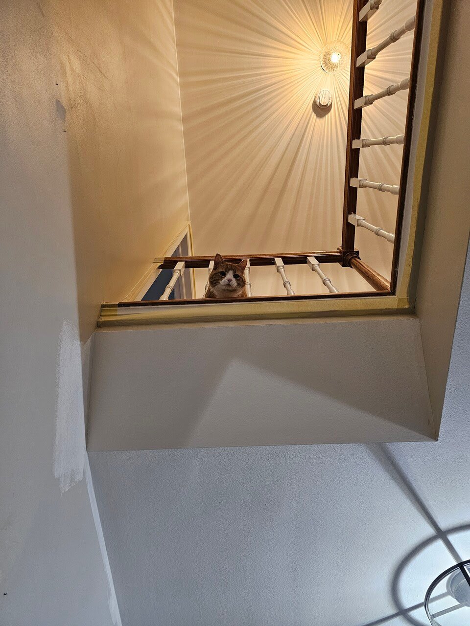 Cat looking over a staircase while a painter is there working on a wall painting project.