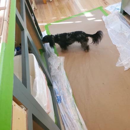 Small dog in a kitchen looking into cabinets after they have been painted in Omaha, NE.