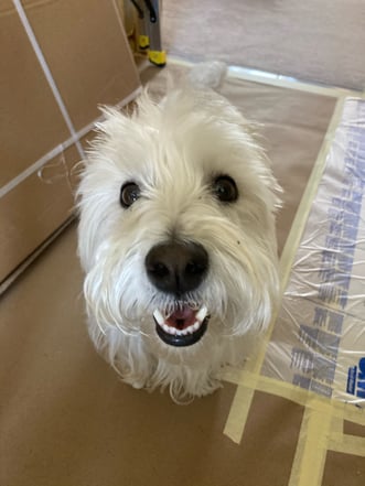 Paper and plastic down on floors during a painting project with a white dog.